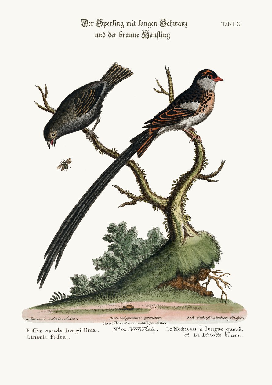 द लॉन्ग टेल टेल स्पैरो और डस्की लिनेट, 1749-73 द्वारा जॉर्ज एडवर्ड्स