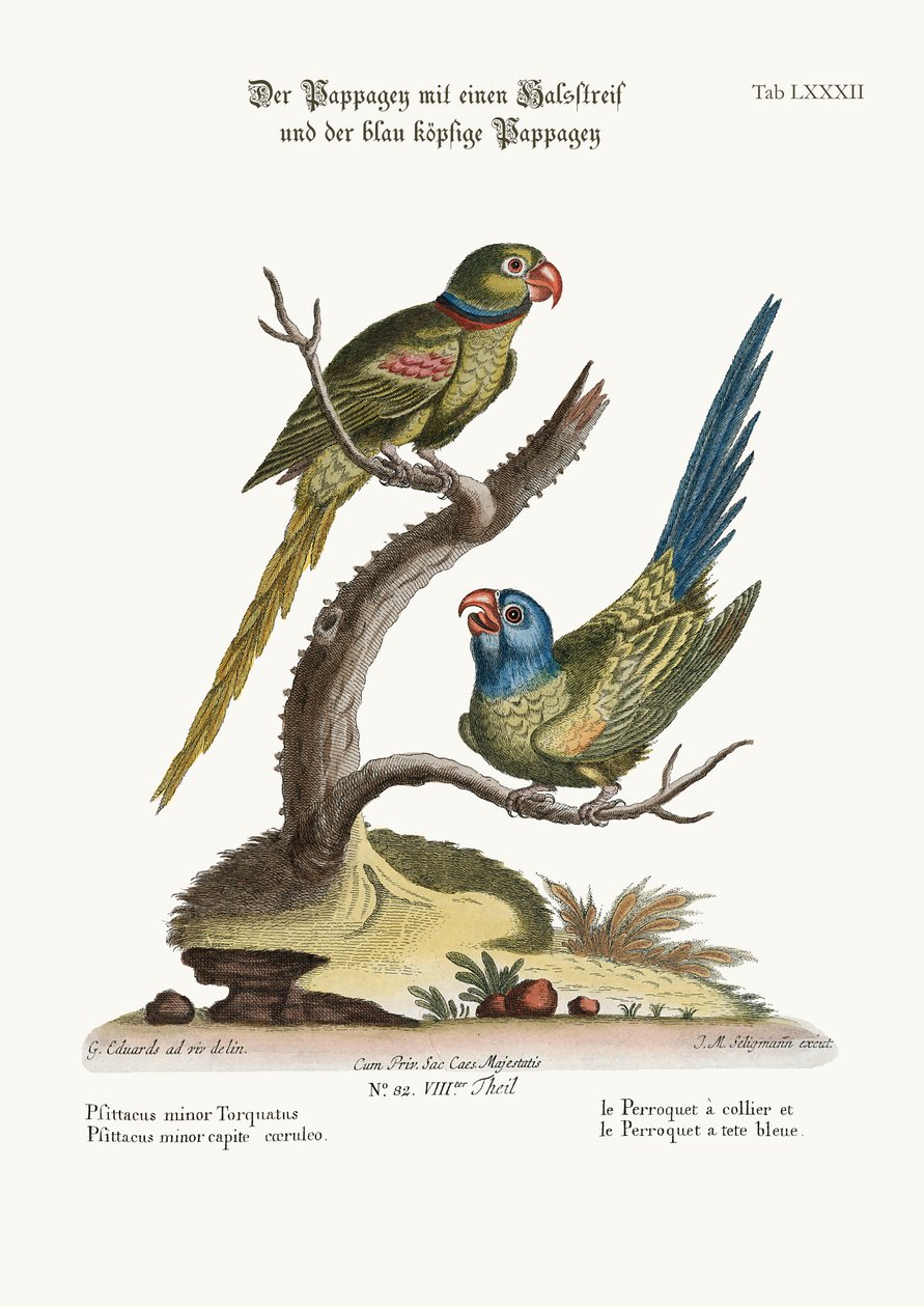 द रिंग पैरकेट, और ब्लू-हेडेड पैरकेट, 1749-73 द्वारा जॉर्ज एडवर्ड्स