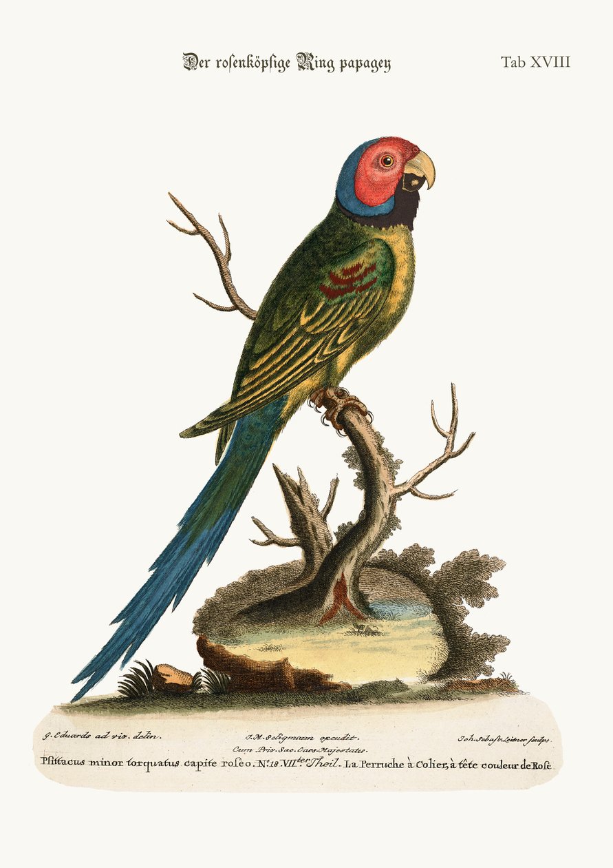 द रोज-हेडेड रिंग पैर्रेक, 1749-73 द्वारा जॉर्ज एडवर्ड्स