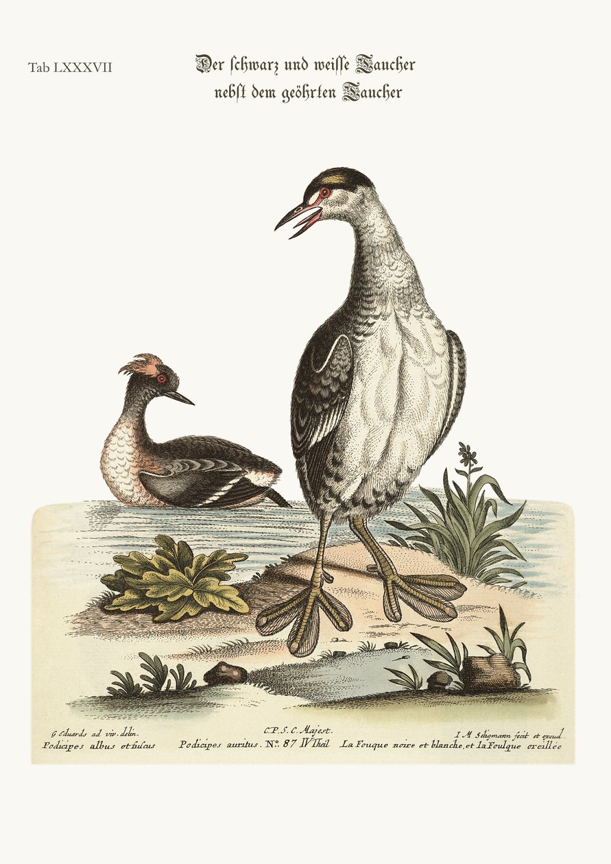 ब्लैक एंड व्हाइट डोबिक और इयरड डोबिक, 1749-73 द्वारा जॉर्ज एडवर्ड्स