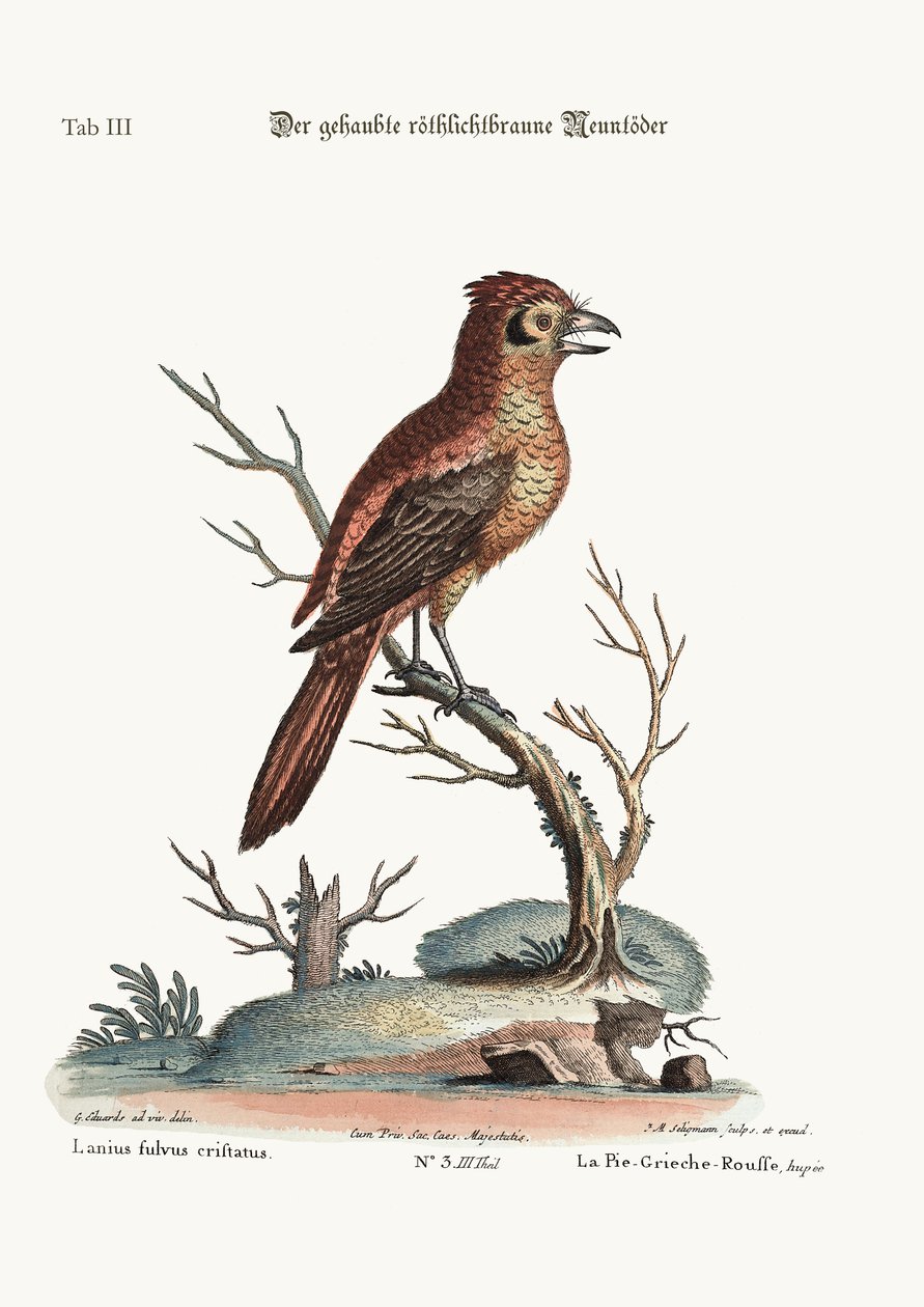 क्रेस्टेड रेड या रसिट बुचर-बर्ड, 1749-73 द्वारा जॉर्ज एडवर्ड्स