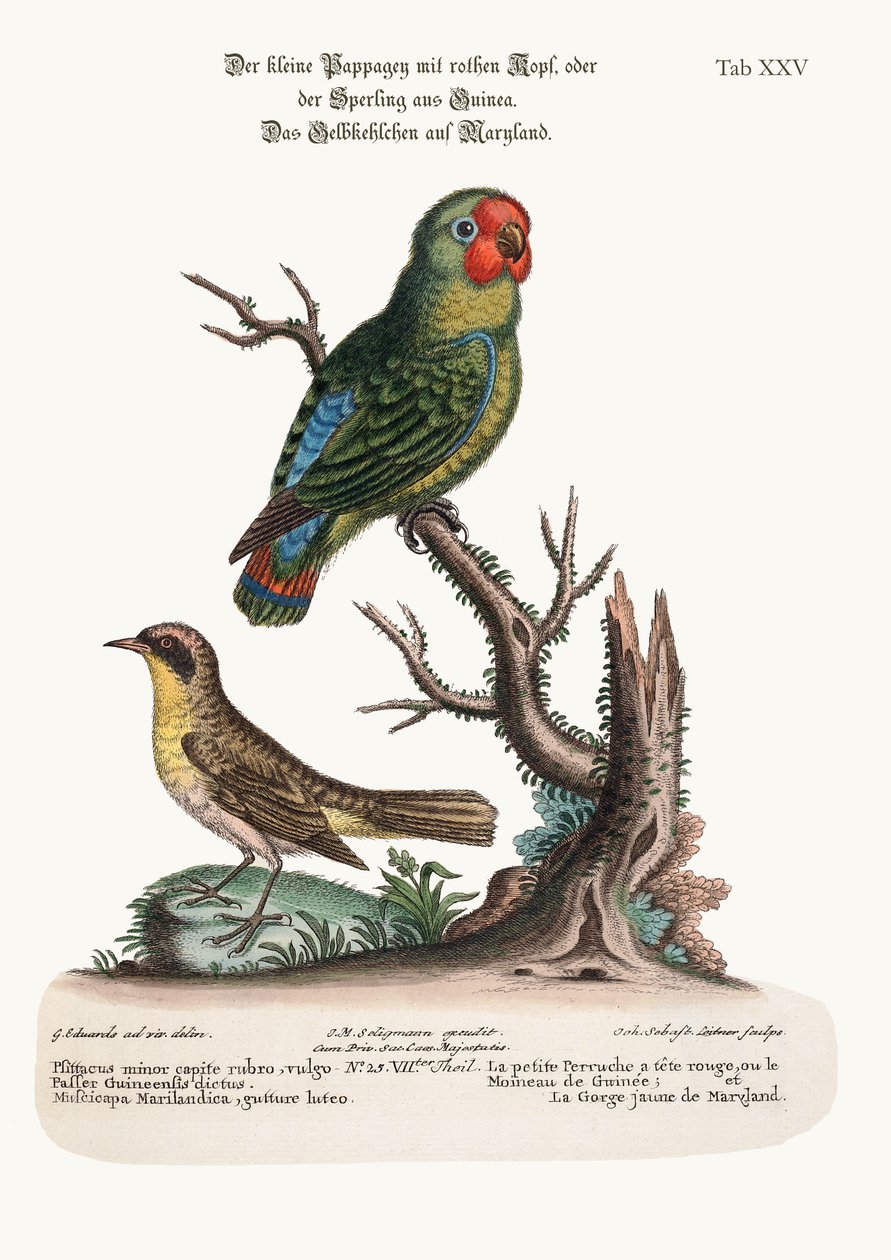 थोड़ा लाल सिर वाला पाराकेट या गुनी स्पैरो और मैरीलैंड येलो-थ्रोट, 1749-73 द्वारा जॉर्ज एडवर्ड्स
