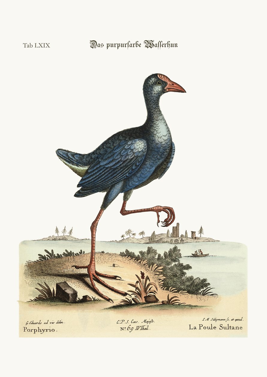 बैंगनी जल-हेन, 1749-73 रंगीन उत्कीर्णन द्वारा जॉर्ज एडवर्ड्स