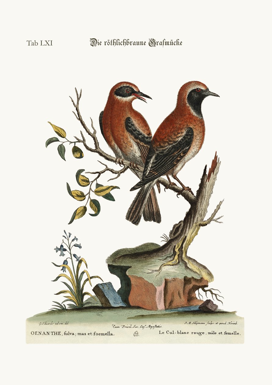 लाल या रसीले रंग का गेहूँ-कान, 1749-73 द्वारा जॉर्ज एडवर्ड्स