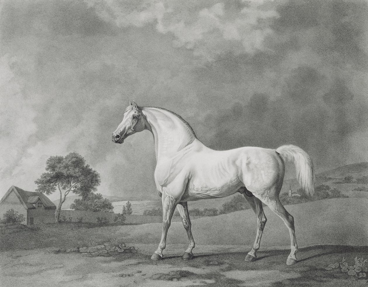 मामब्रिनो, जॉर्ज टाउनले स्टब्स (1756-1815) पब द्वारा उत्कीर्ण। 1794 द्वारा जॉर्ज स्टब्स