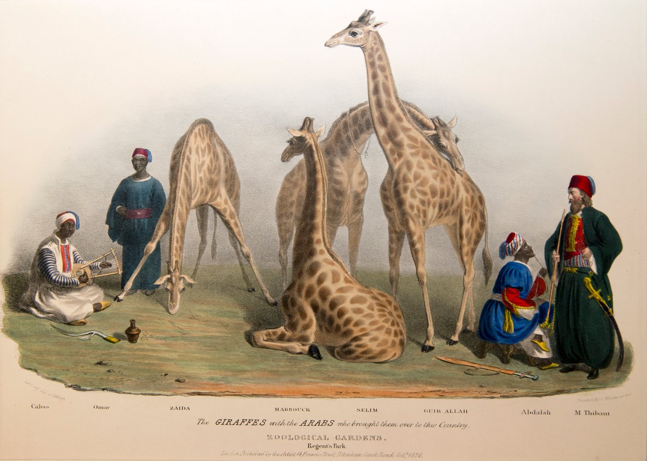 1836 में अरबों के साथ जिराफ द्वारा जॉर्ज द एल्डर शार्प