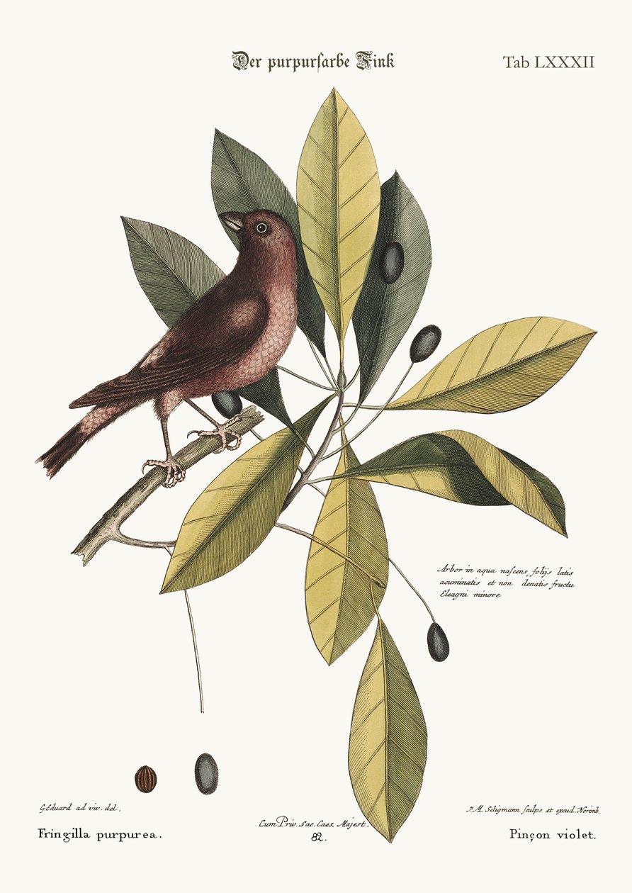 बैंगनी फिंच, 1749-73 द्वारा जॉर्ज एडवर्ड्स