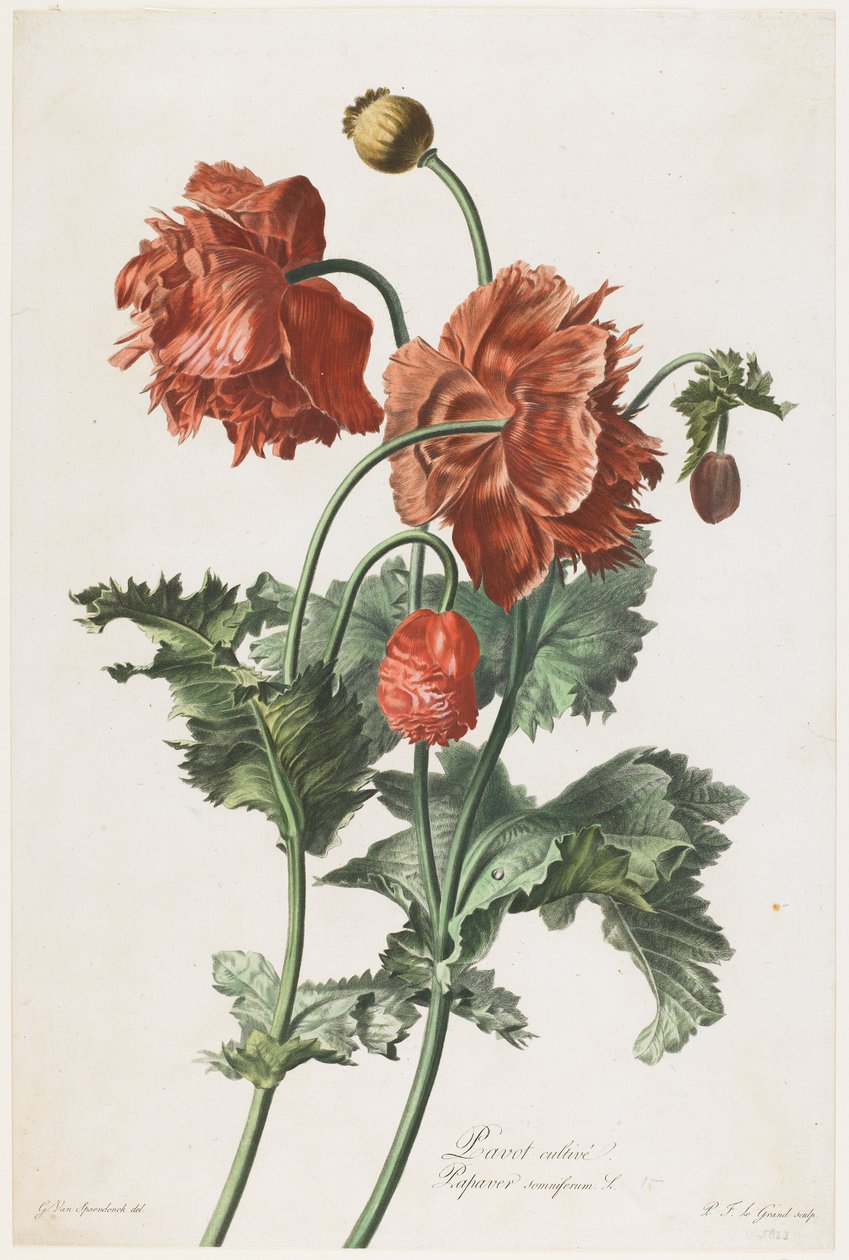 खसखस की खेती, प्रकृति द्वारा विकसित फूलों से, c.1800 (हाथ से रंगे हुए सजीले टुकड़े) द्वारा जेरार्ड वैन स्पाएन्डोनक