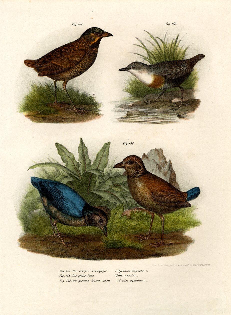 Antpitta, 1864 द्वारा जर्मन स्कूल