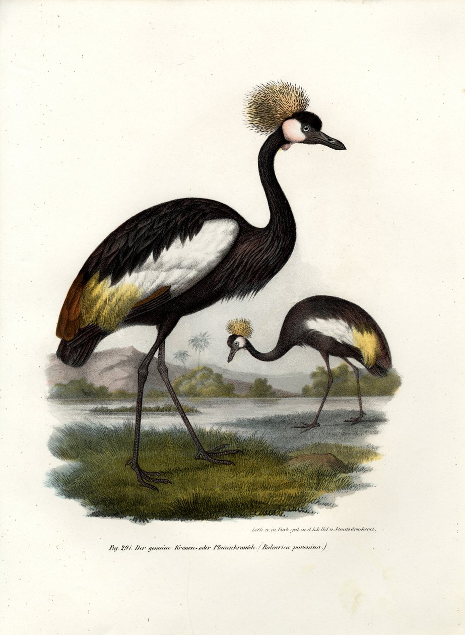 ब्लैक क्राउन क्रेन, 1864 द्वारा जर्मन स्कूल
