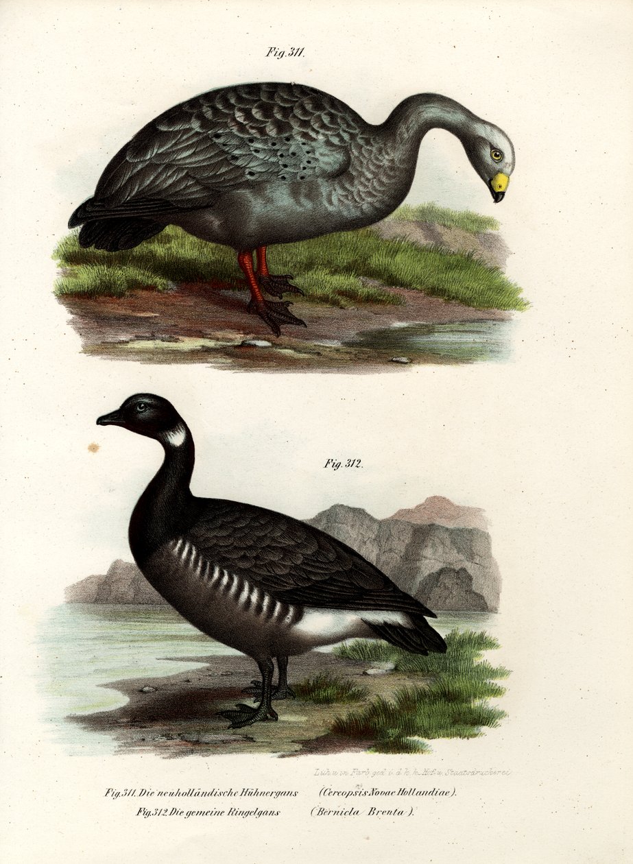 सेरोपोसिस गोज़, 1864 द्वारा जर्मन स्कूल