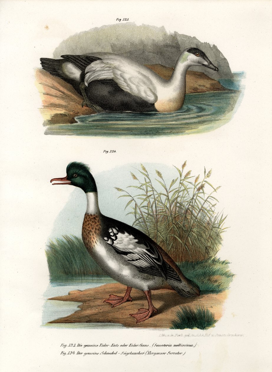कॉमन ईडर डक, 1864 द्वारा जर्मन स्कूल