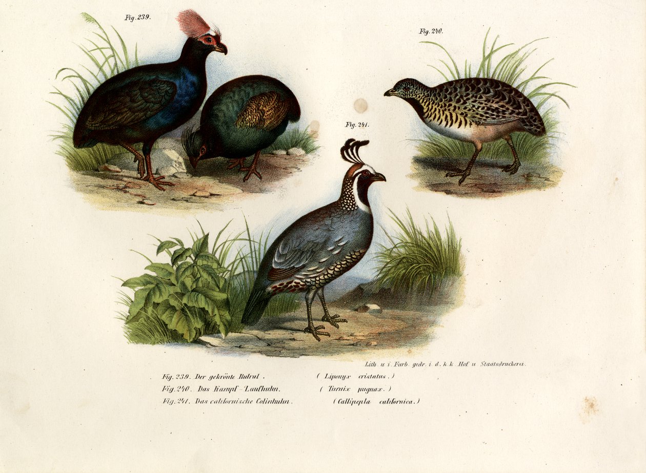 क्रेस्टेड वुड पार्ट्रिज, 1864 द्वारा जर्मन स्कूल