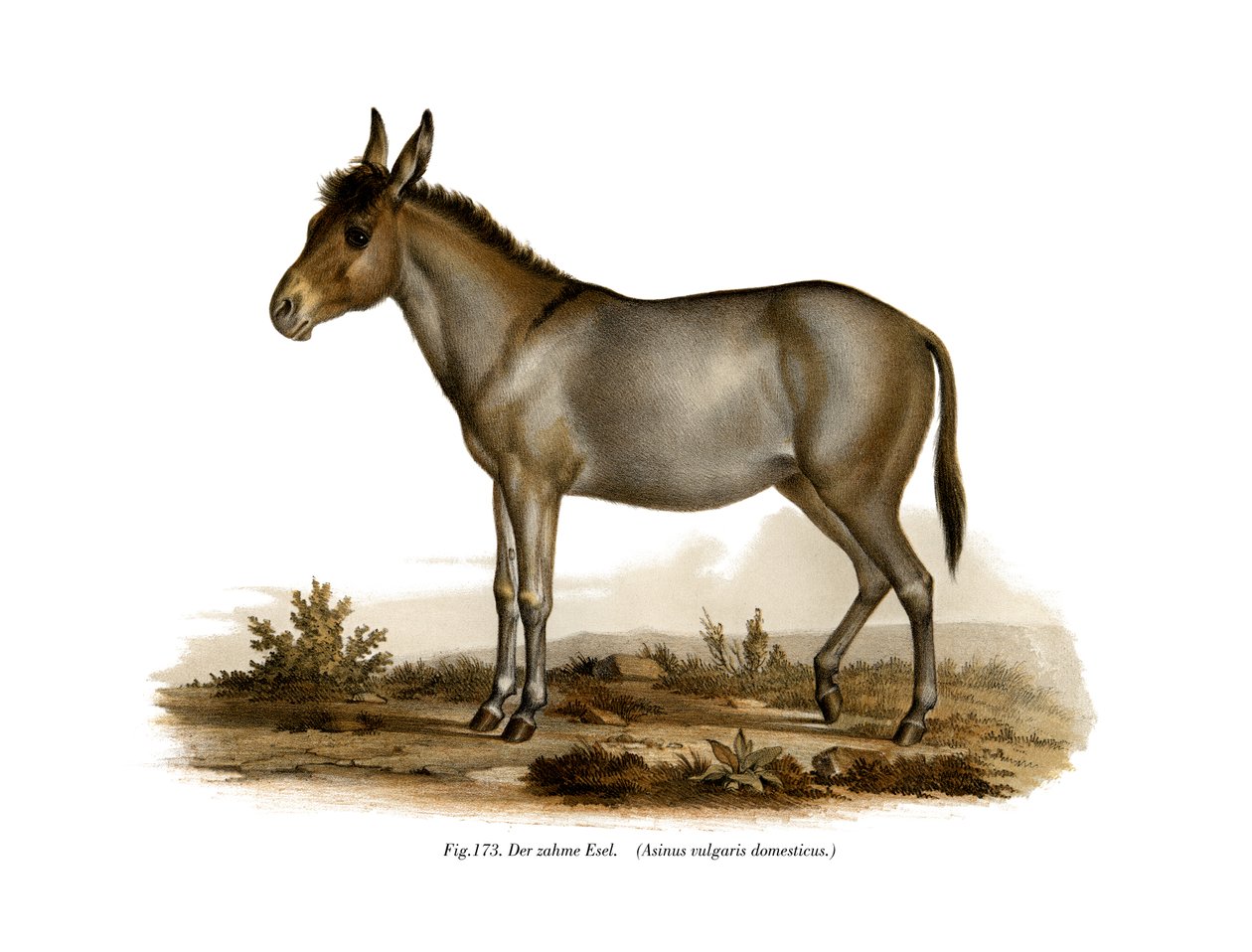 गधा, 1860 द्वारा जर्मन स्कूल