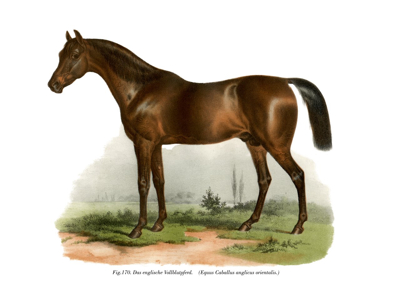 इंग्लिश थोरब्रेड हार्स, 1860 द्वारा जर्मन स्कूल