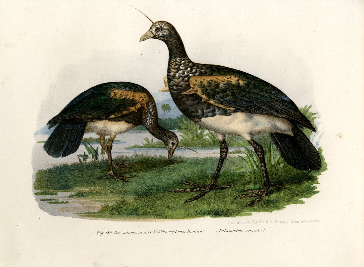 हॉर्नड स्क्रीमर, 1864 द्वारा जर्मन स्कूल