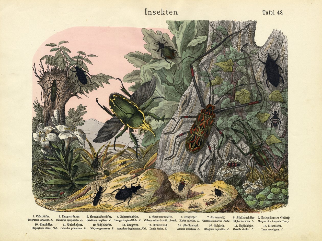कीड़े, c.1860 द्वारा जर्मन स्कूल