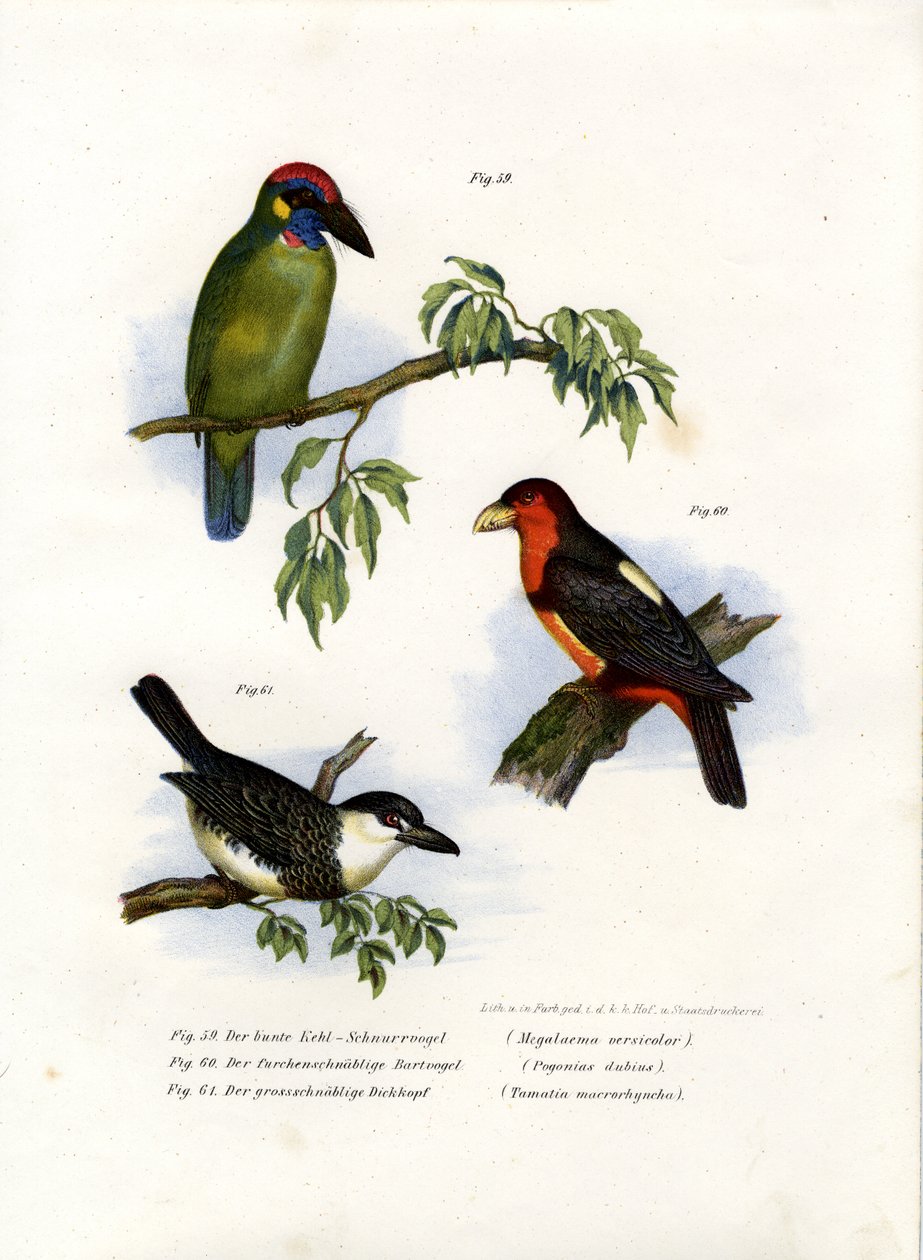 लार्ज ग्रीन बारबेट, 1864 द्वारा जर्मन स्कूल