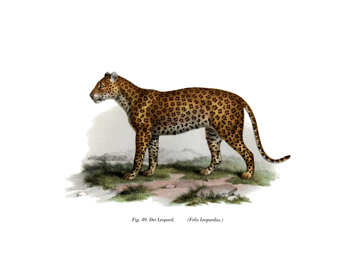 तेंदुआ, 1860 द्वारा जर्मन स्कूल