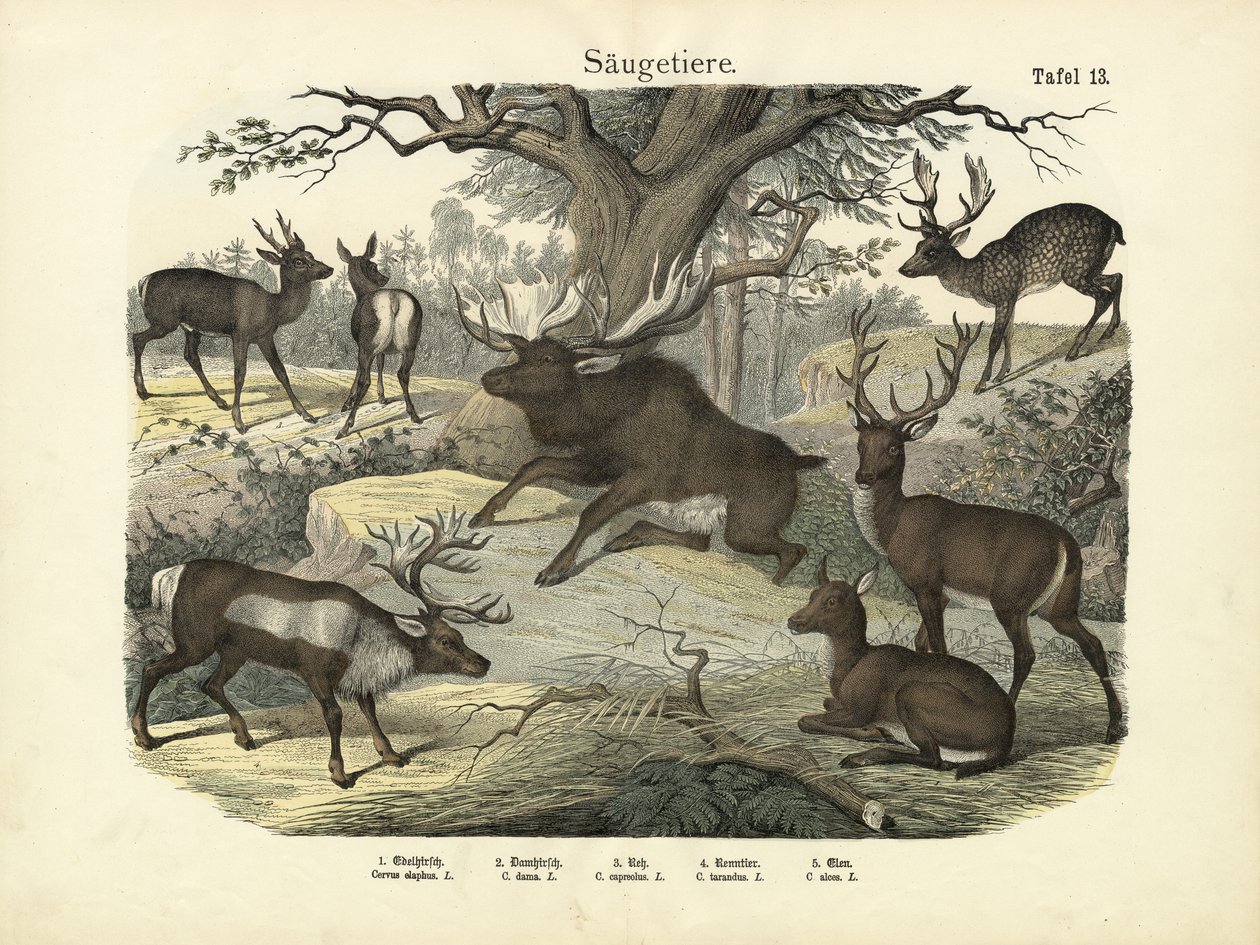 स्तनधारी, c.1860 द्वारा जर्मन स्कूल
