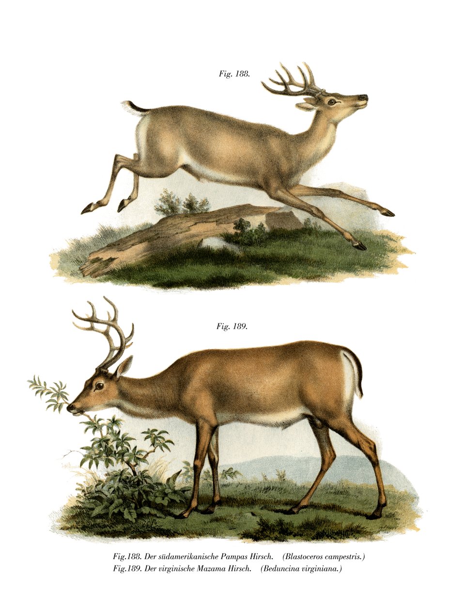 पम्पास हिरण, 1860 द्वारा जर्मन स्कूल