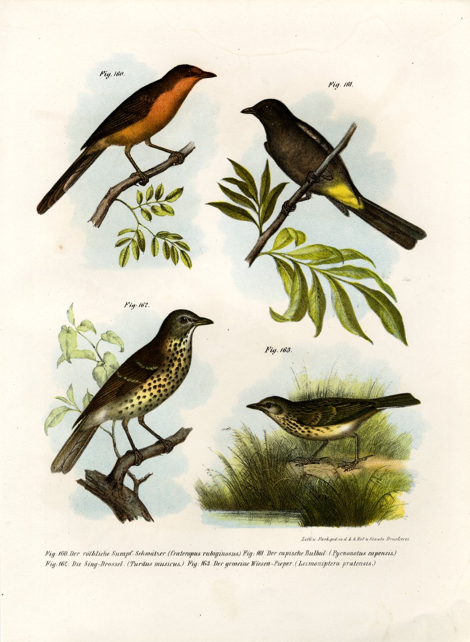 रूफस-ब्रेस्टेड बब्बलर, 1864 द्वारा जर्मन स्कूल
