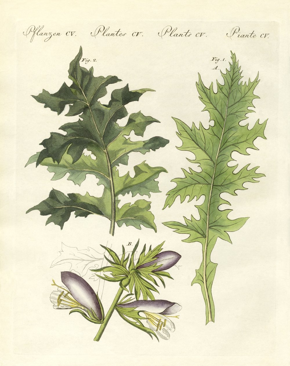 Acanthus के पौधे (रंगीन उत्कीर्णन) द्वारा जर्मन स्कूल