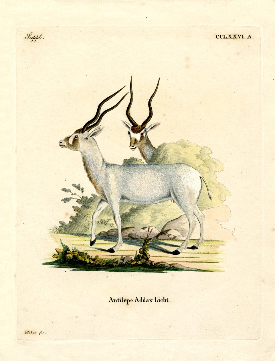 Addax मृग (रंगीन उत्कीर्णन) द्वारा जर्मन स्कूल