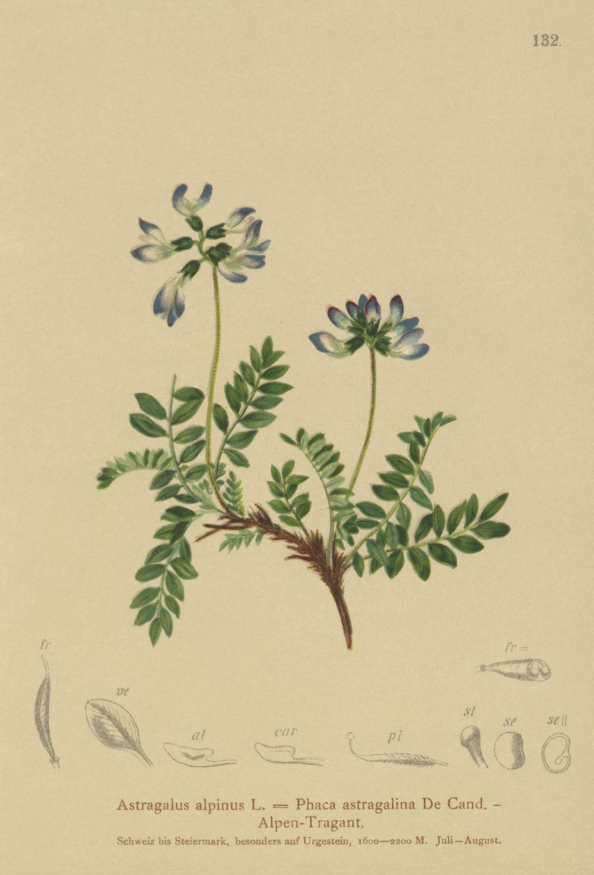 अल्पाइन मिल्कवेट (Astragalus alpinus, Phaca astragalina) द्वारा जर्मन स्कूल