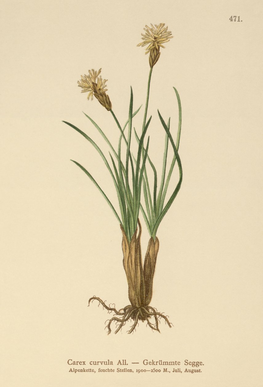 अल्पाइन सेज (Carex curvula) द्वारा जर्मन स्कूल