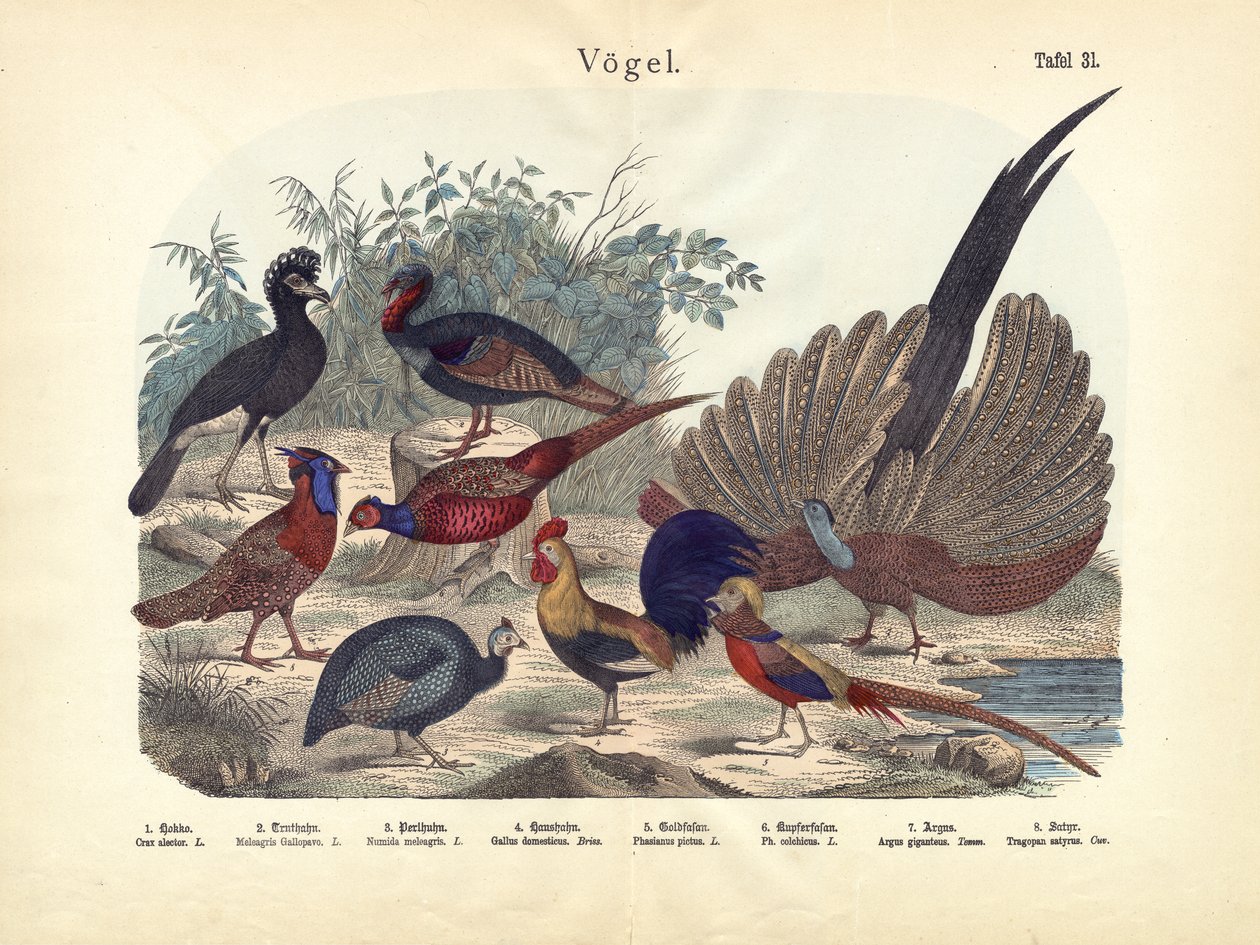 पक्षी, c.1860 द्वारा जर्मन स्कूल
