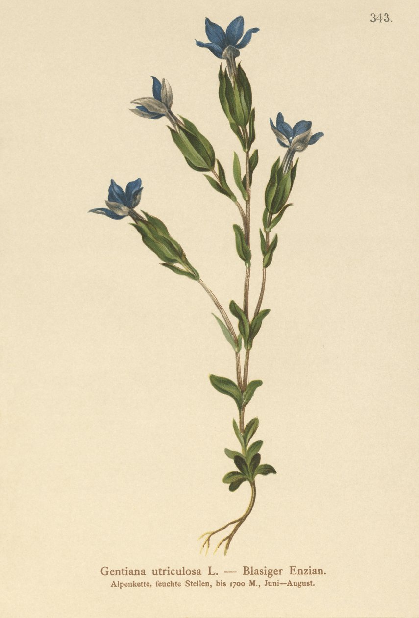 ब्लैडर जेंटियन (Gentiana utriculosa) द्वारा जर्मन स्कूल