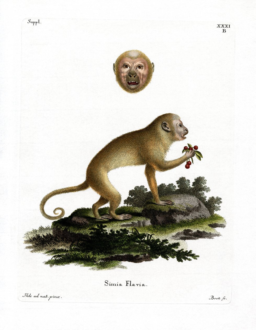 गोरा Capuchin (रंगीन उत्कीर्णन) द्वारा जर्मन स्कूल