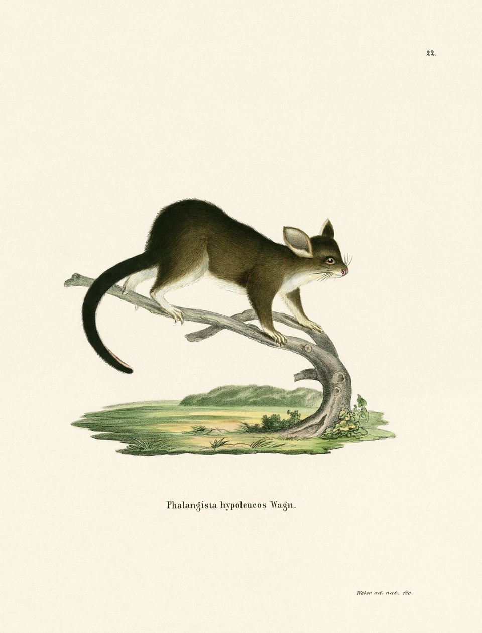 Brushtail द्वारा जर्मन स्कूल