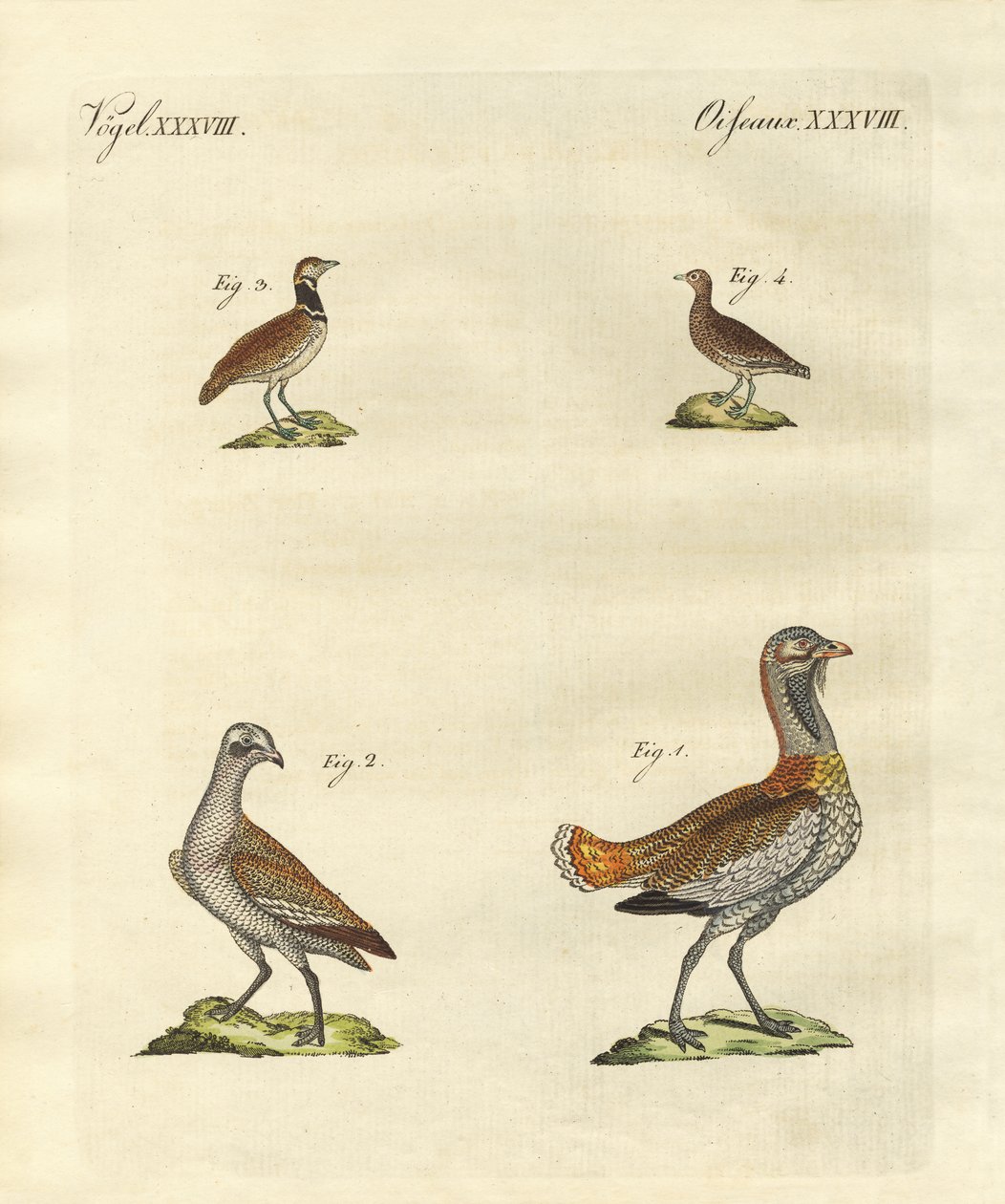 Bustards द्वारा जर्मन स्कूल