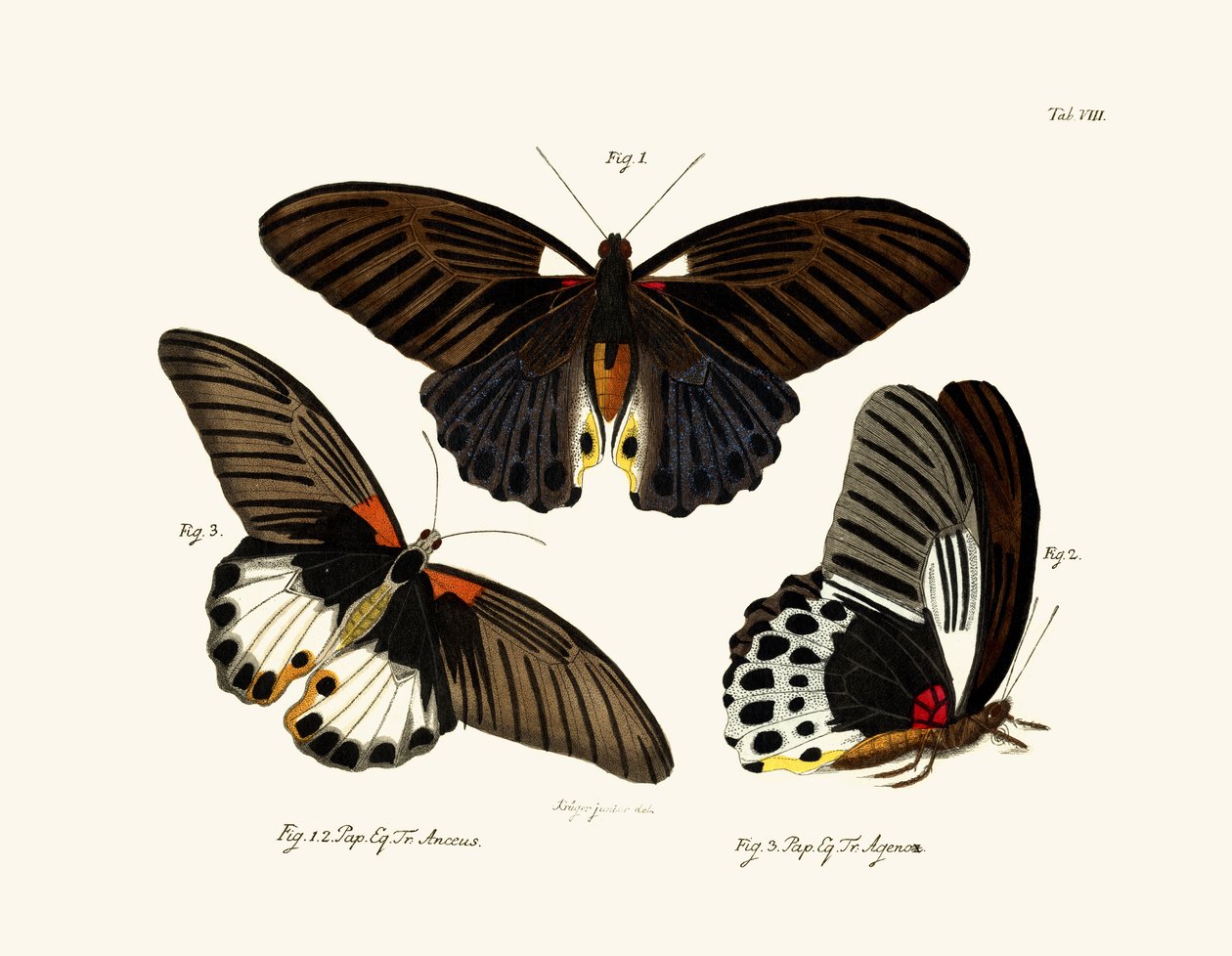तितलियाँ, 1783-1806 द्वारा जर्मन स्कूल