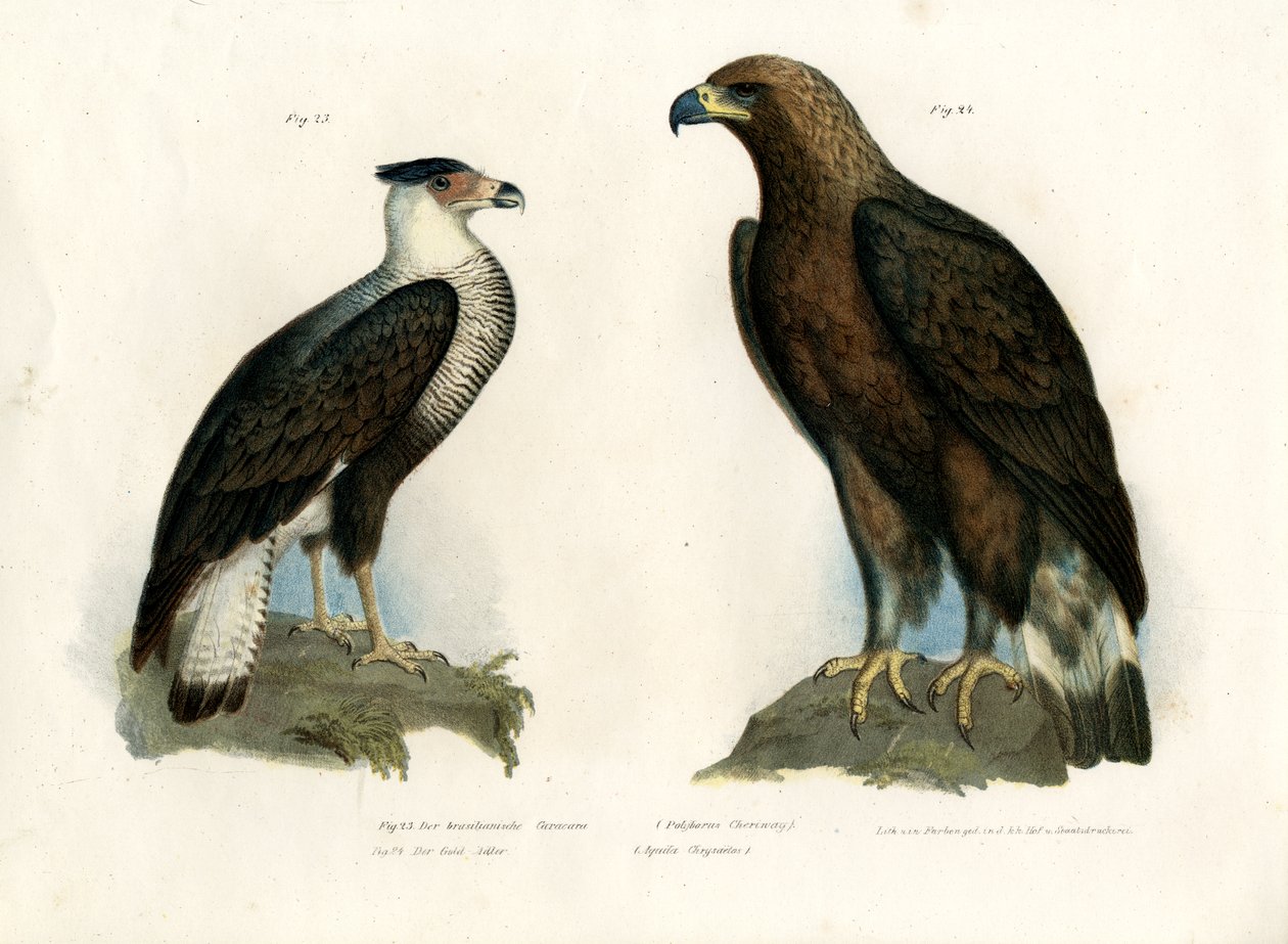 कराकरा, 1864 द्वारा जर्मन स्कूल