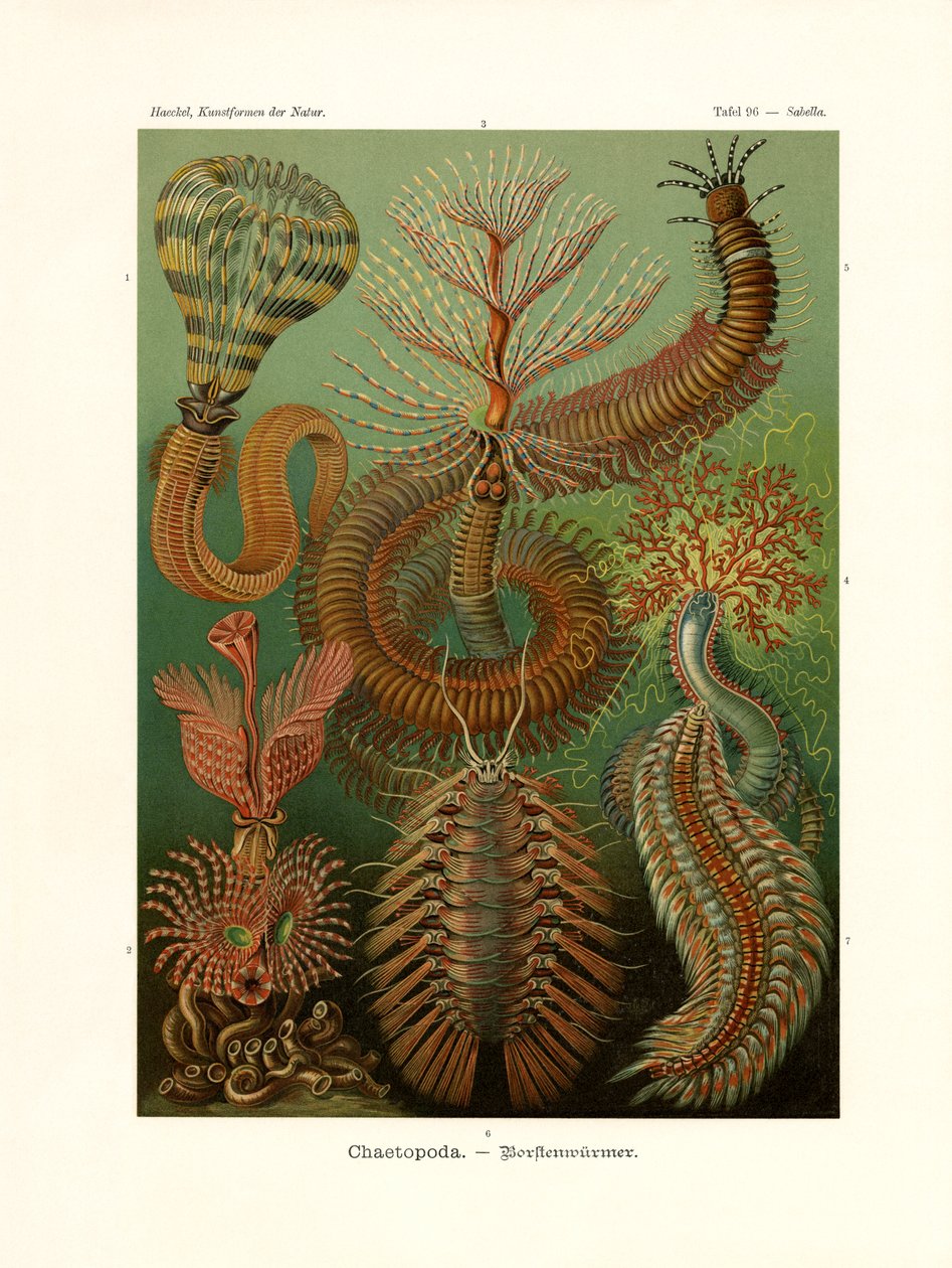 चैतोपोडा, 1899-1904 द्वारा जर्मन स्कूल