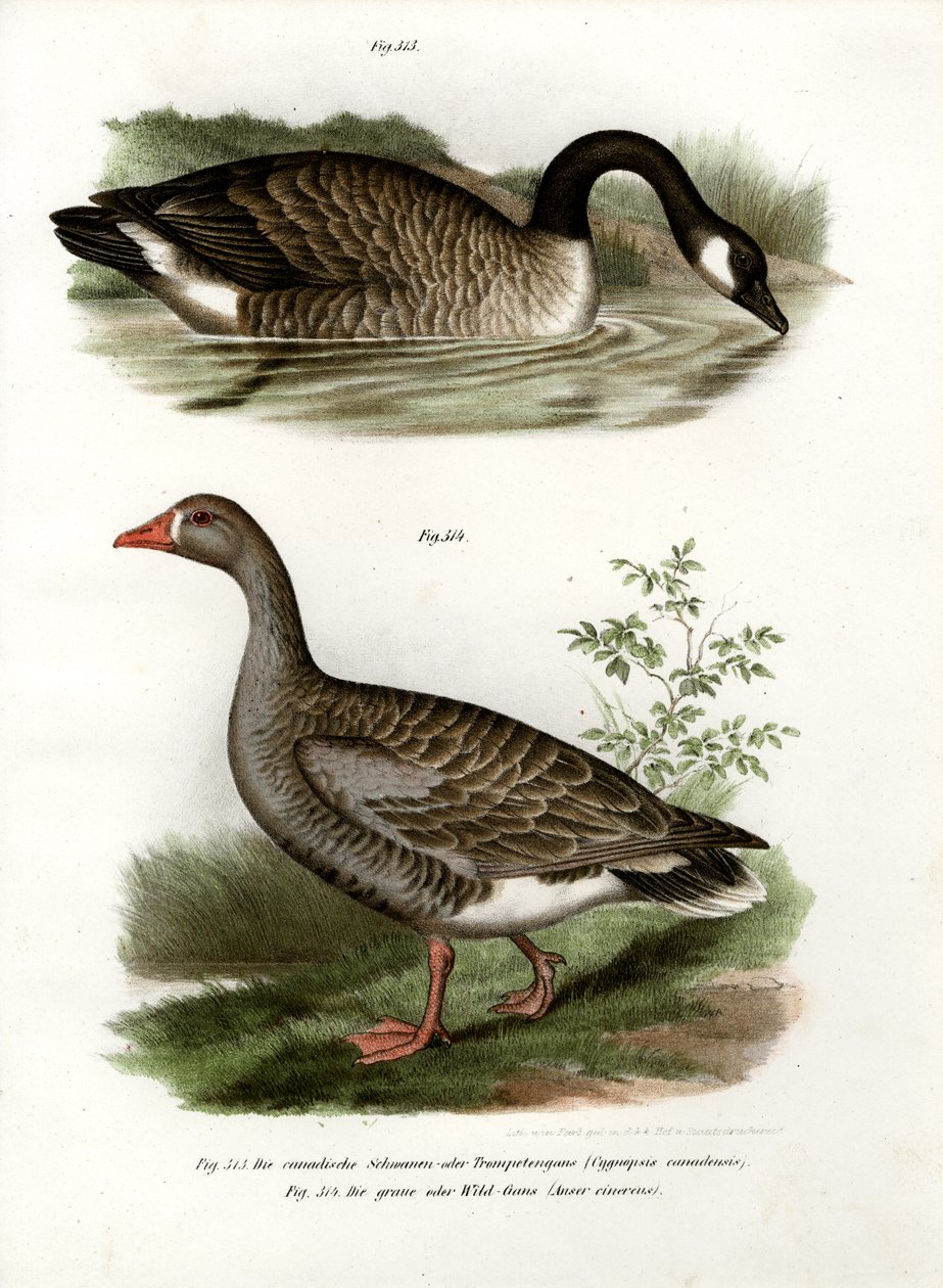चीनी हंस, 1864 द्वारा जर्मन स्कूल