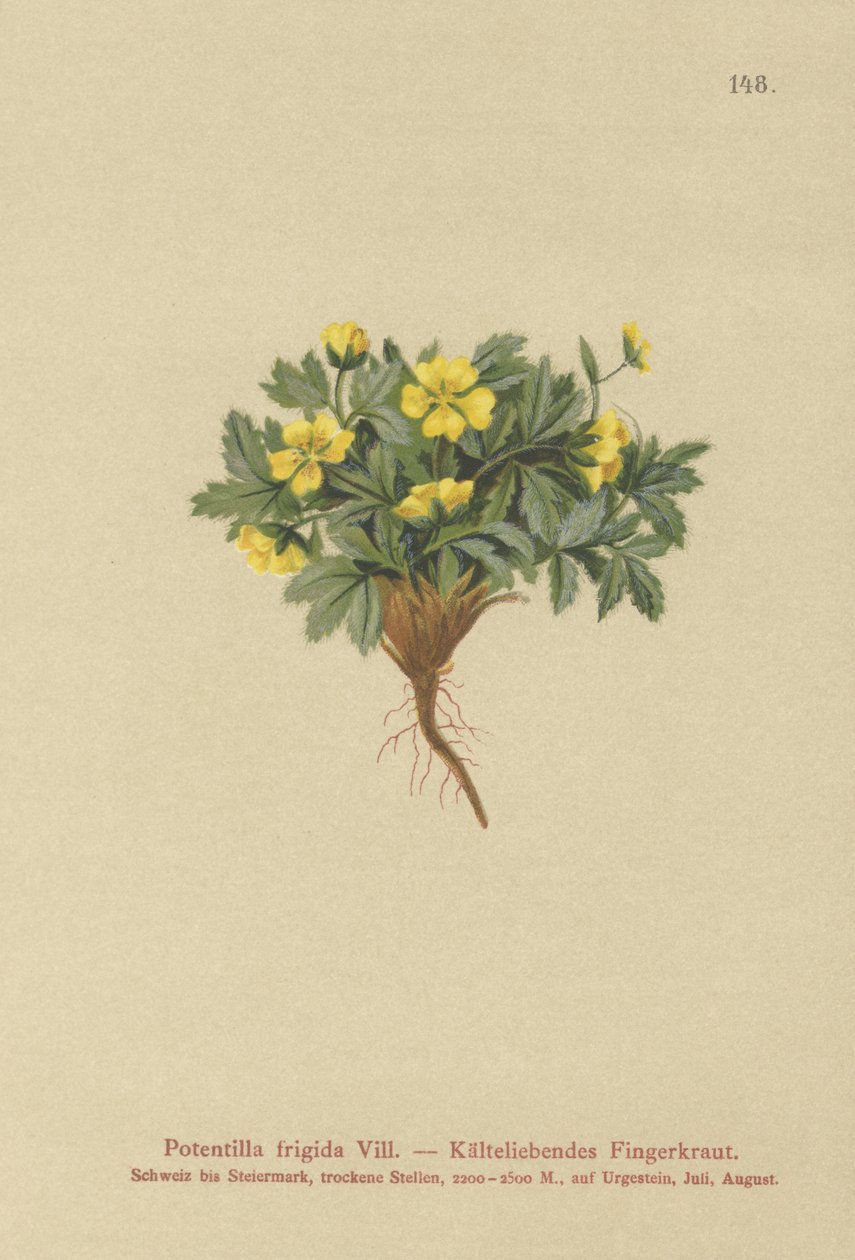 Cinquefoil (Potentilla frigida, Potentilla glacialis, Potentilla helvetica) द्वारा जर्मन स्कूल