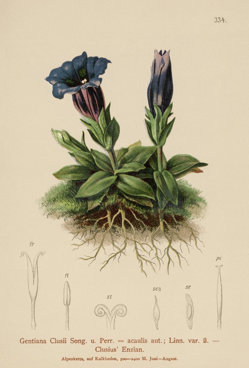 Roelvo किरात (Gentiana clusii, Geniiana acaulit) द्वारा जर्मन स्कूल