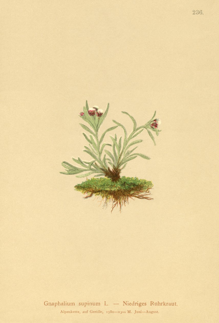 मानव CUDWEED (ग्लेकोमा लापरवाह स्थिति) द्वारा जर्मन स्कूल