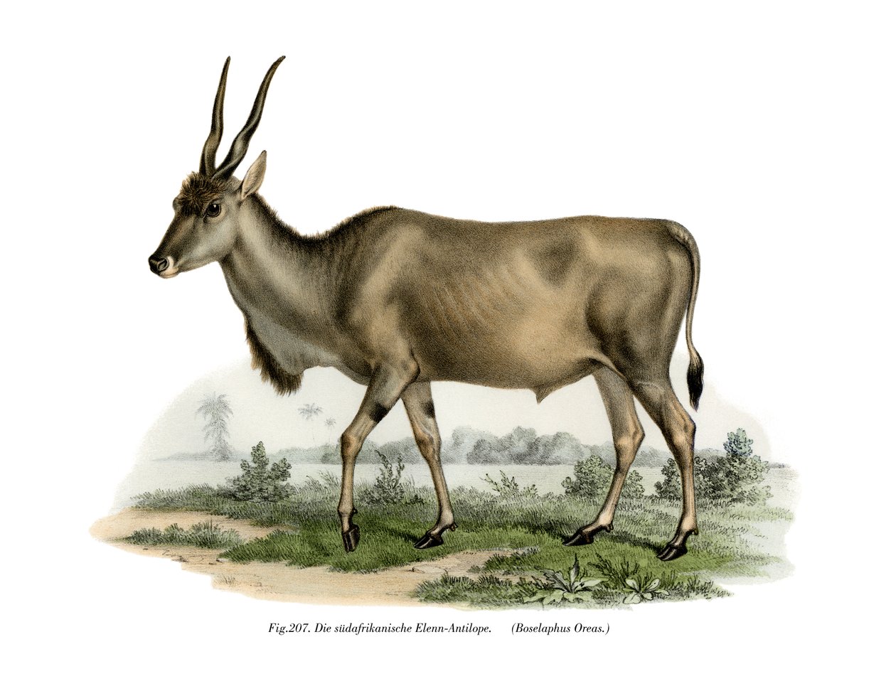 ईलैंड, 1860 द्वारा जर्मन स्कूल