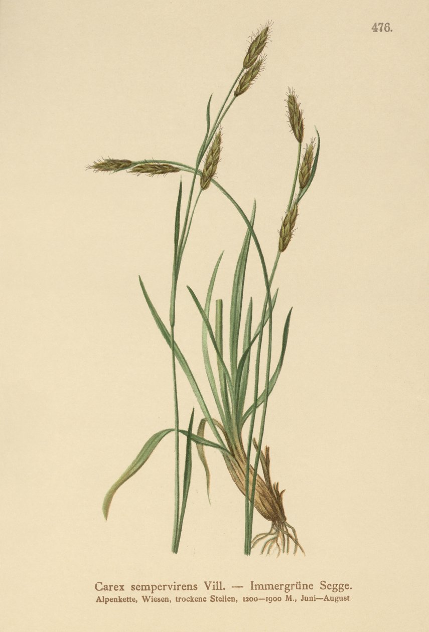 सदाबहार प्रतिज्ञा (Carex sempervirens) द्वारा जर्मन स्कूल