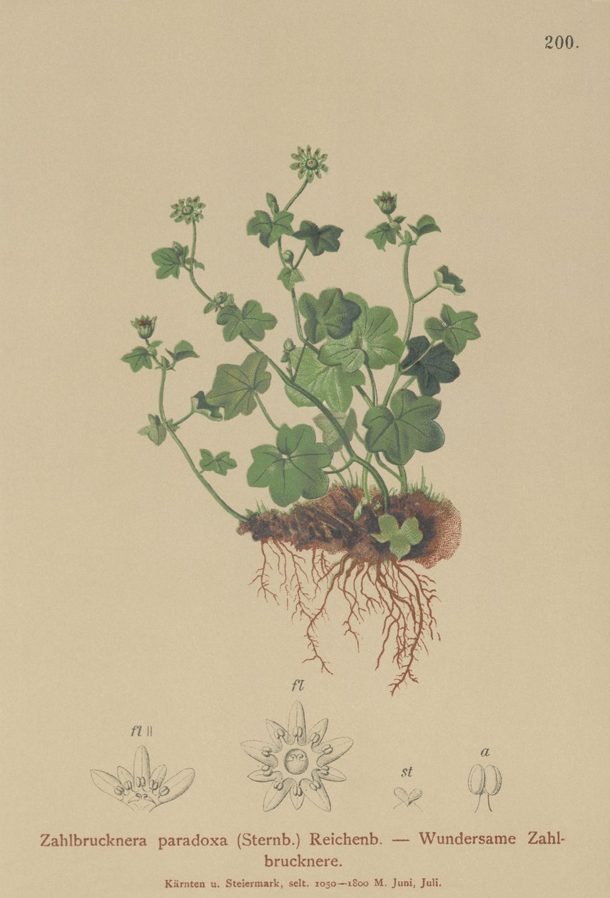 Fragile Saxifrage (Zahlbrucknera paradoxa, Saxifraga paradoxa) द्वारा जर्मन स्कूल