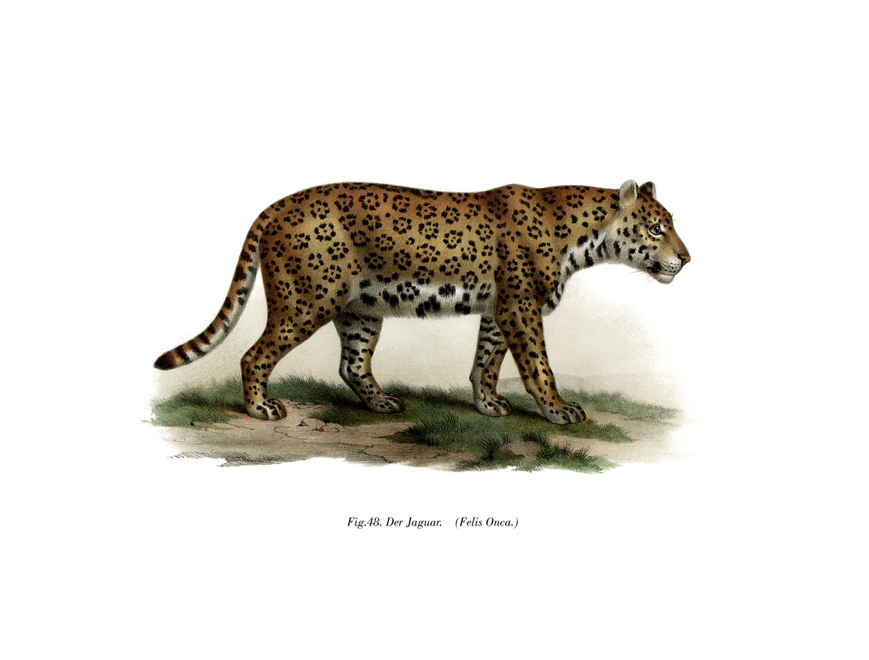 जगुआर, 1860 द्वारा जर्मन स्कूल