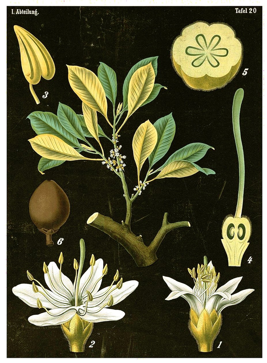 लेटेक्स (पालाक्वियम गुट्टा) c.1890 (क्रोमोलिथोग्राफ) द्वारा जर्मन स्कूल