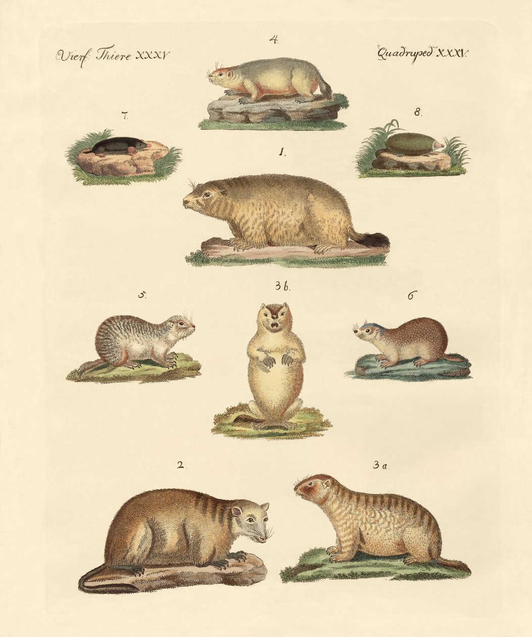 Marmots और मोल्स द्वारा जर्मन स्कूल