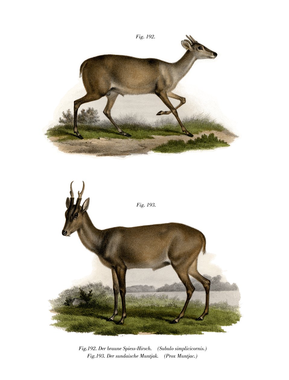मजामा, 1860 द्वारा जर्मन स्कूल