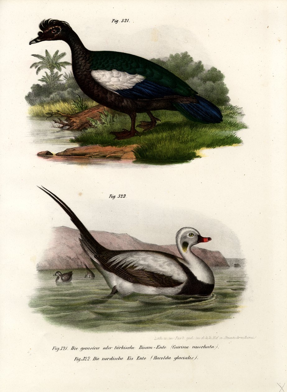 मस्कॉवी डक, 1864 द्वारा जर्मन स्कूल